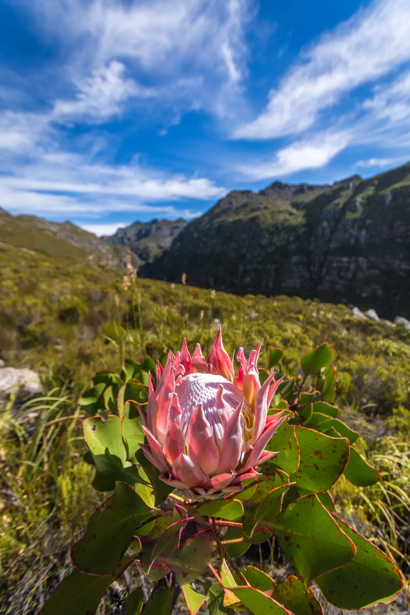Cape fynbos in the Hottentots Holland Nature Reserve